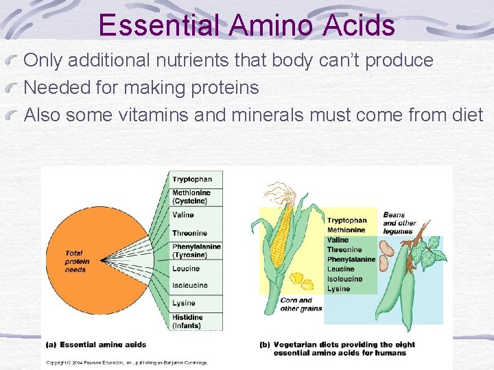 Essential Amino Acids Only additional nutrients that body can’t produce Needed for making proteins