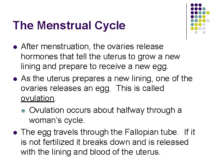The Menstrual Cycle l l l After menstruation, the ovaries release hormones that tell