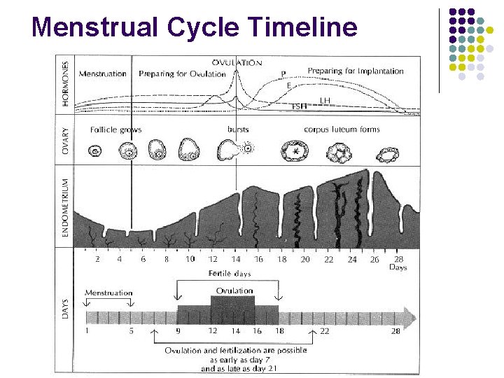 Menstrual Cycle Timeline 