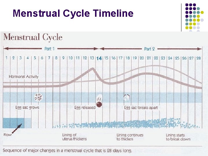 Menstrual Cycle Timeline 