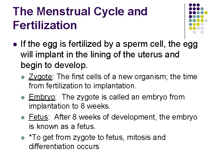 The Menstrual Cycle and Fertilization l If the egg is fertilized by a sperm