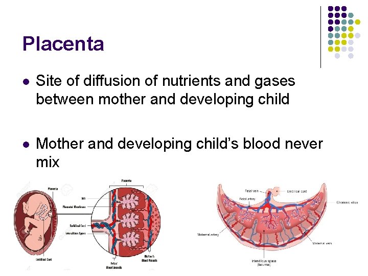 Placenta l Site of diffusion of nutrients and gases between mother and developing child