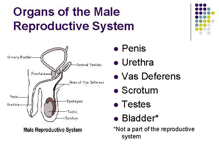 Organs of the Male Reproductive System l l l Penis Urethra Vas Deferens Scrotum