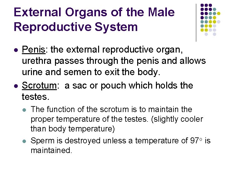 External Organs of the Male Reproductive System l l Penis: the external reproductive organ,