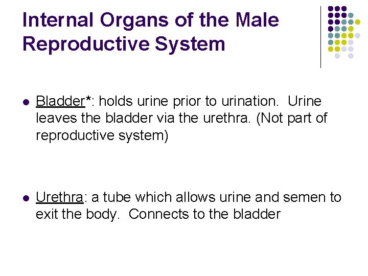 Internal Organs of the Male Reproductive System l Bladder*: holds urine prior to urination.