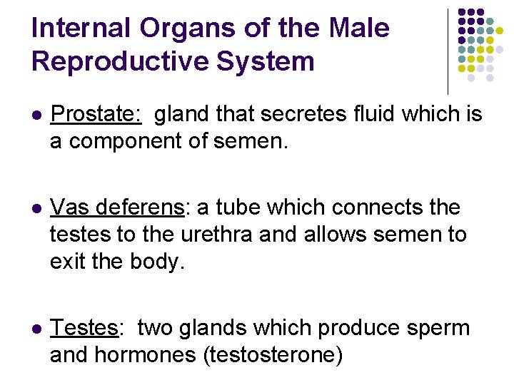 Internal Organs of the Male Reproductive System l Prostate: gland that secretes fluid which