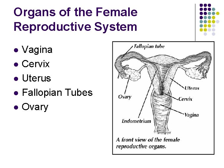 Organs of the Female Reproductive System l l l Vagina Cervix Uterus Fallopian Tubes