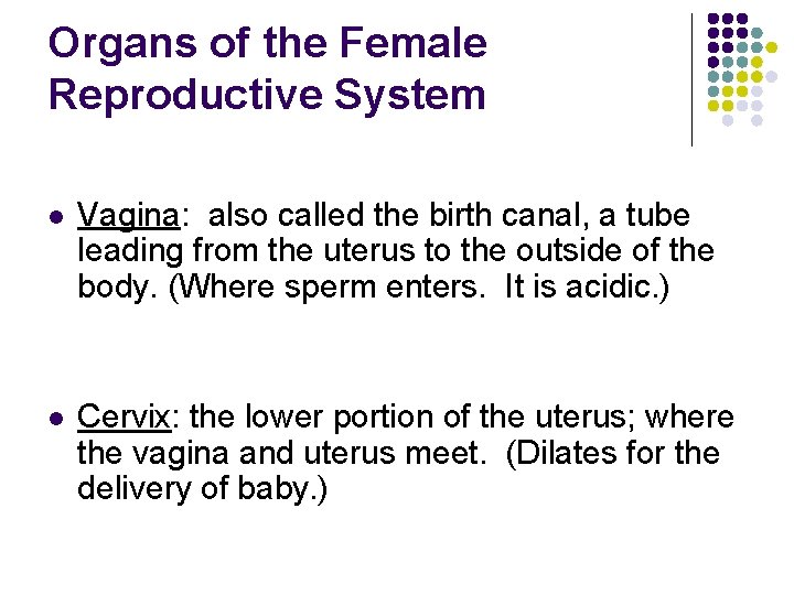Organs of the Female Reproductive System l Vagina: also called the birth canal, a