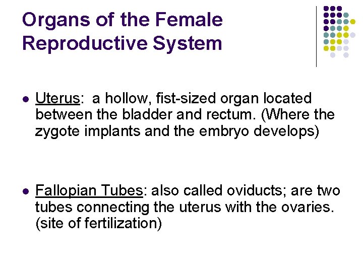Organs of the Female Reproductive System l Uterus: a hollow, fist-sized organ located between
