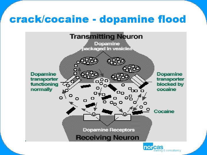 crack/cocaine - dopamine flood 