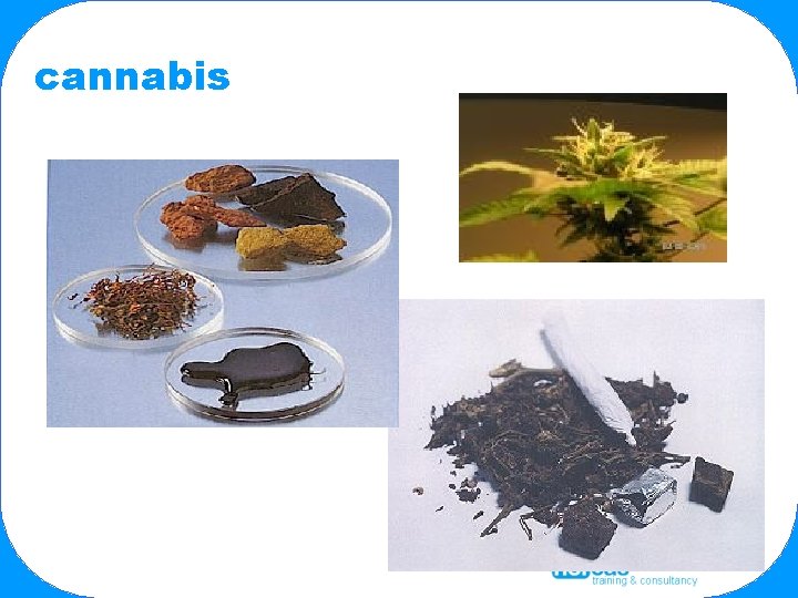 cannabis 