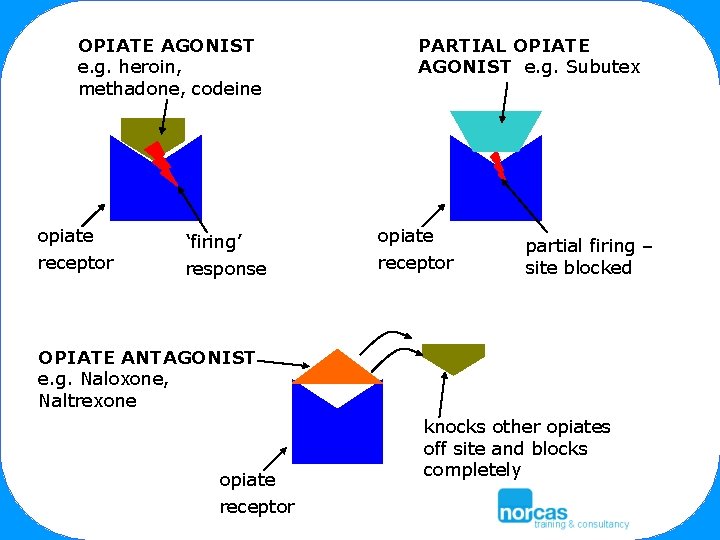 OPIATE AGONIST e. g. heroin, methadone, codeine opiate receptor ‘firing’ response PARTIAL OPIATE AGONIST