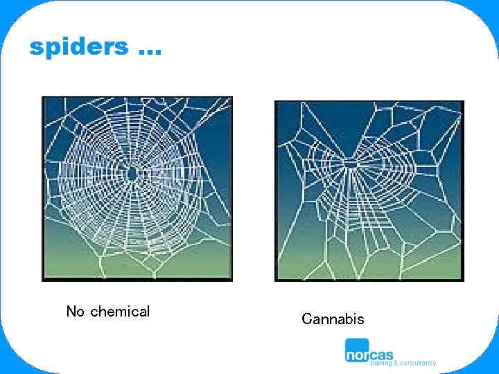 spiders … No chemical Cannabis 