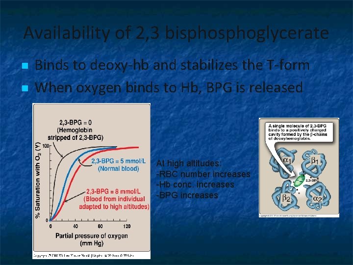 Availability of 2, 3 bisphoglycerate n n Binds to deoxy-hb and stabilizes the T-form