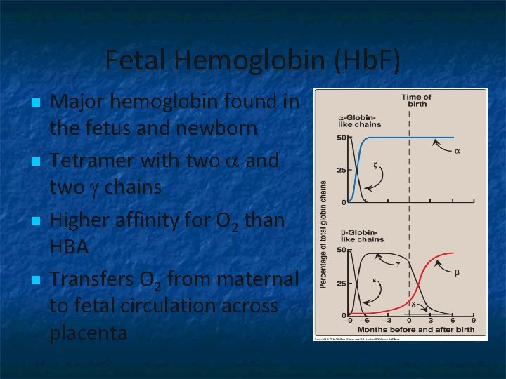 Fetal Hemoglobin (Hb. F) n n Major hemoglobin found in the fetus and newborn