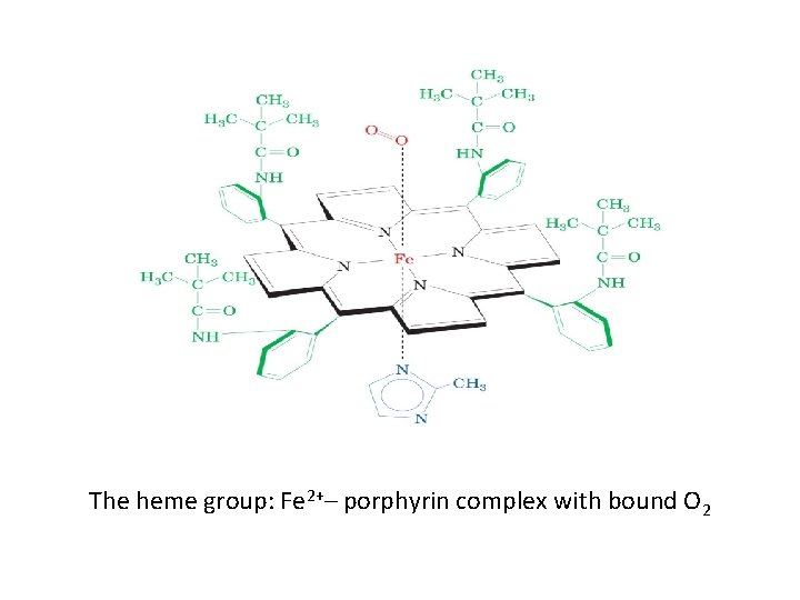 The heme group: Fe 2+– porphyrin complex with bound O 2 