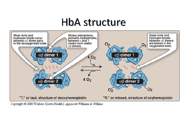 Hb. A structure 