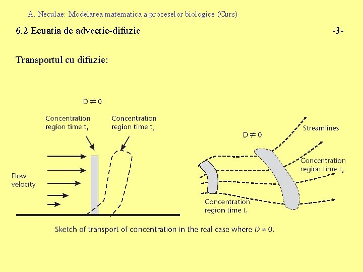 A. Neculae: Modelarea matematica a proceselor biologice (Curs) 6. 2 Ecuatia de advectie-difuzie Transportul