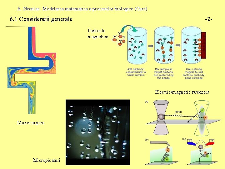 A. Neculae: Modelarea matematica a proceselor biologice (Curs) 6. 1 Consideratii generale -2 Particule