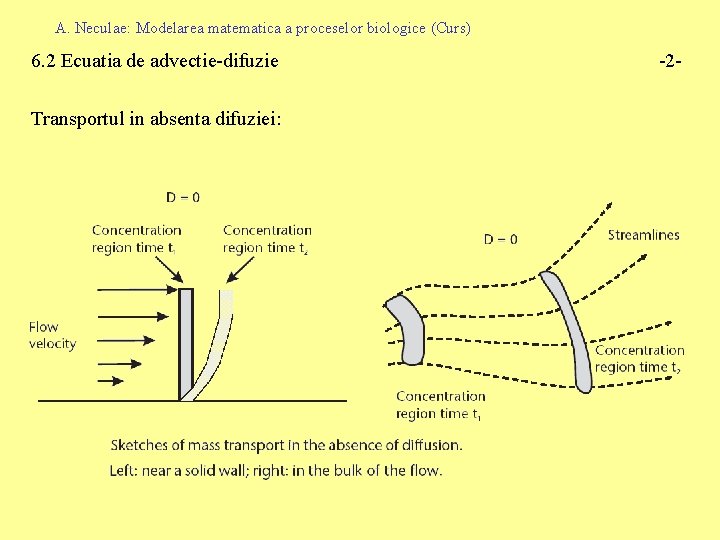 A. Neculae: Modelarea matematica a proceselor biologice (Curs) 6. 2 Ecuatia de advectie-difuzie Transportul