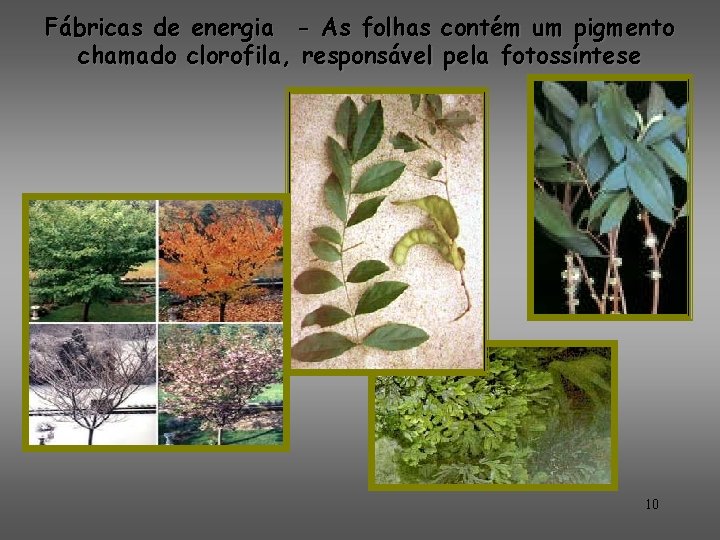 Fábricas de energia - As folhas contém um pigmento chamado clorofila, responsável pela fotossíntese