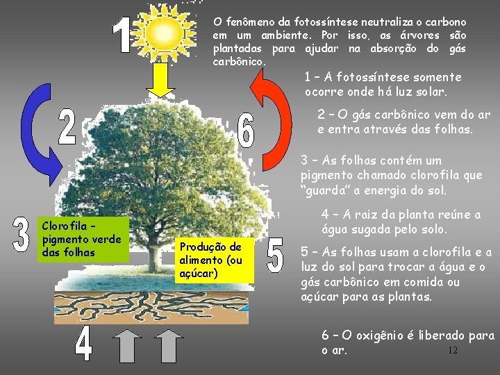 O fenômeno da fotossíntese neutraliza o carbono em um ambiente. Por isso, as árvores