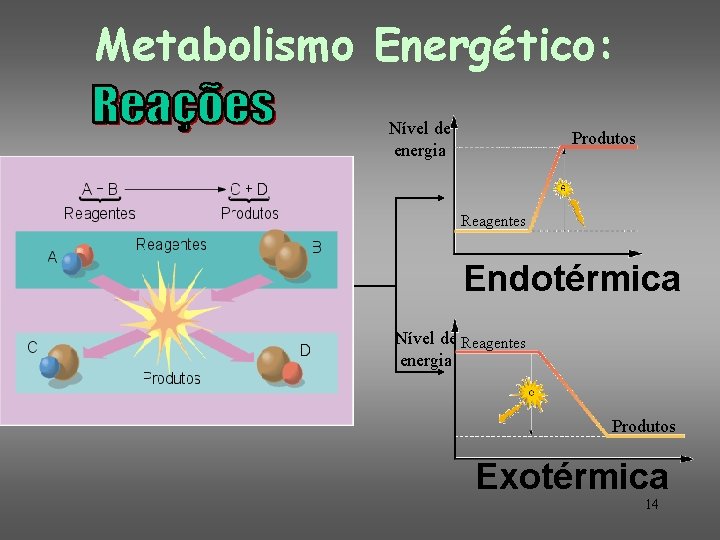 Metabolismo Energético: Nível de energia Produtos Reagentes Endotérmica Nível de Reagentes energia Produtos Exotérmica