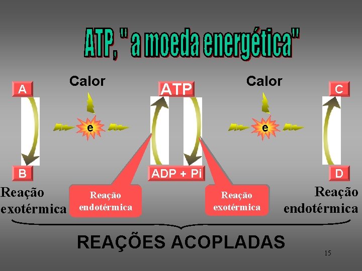 A Calor ATP Calor e B Reação exotérmica C e ADP + Pi Reação