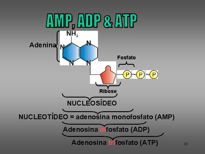 Adenina Fosfato Ribose NUCLEOSÍDEO NUCLEOTÍDEO = adenosina monofosfato (AMP) Adenosina difosfato (ADP) Adenosina trifosfato