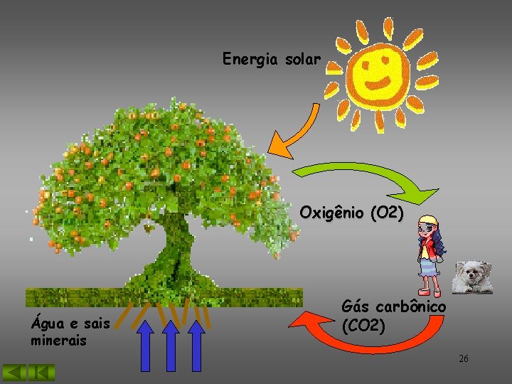 Energia solar Oxigênio (O 2) Água e sais minerais Gás carbônico (CO 2) 26