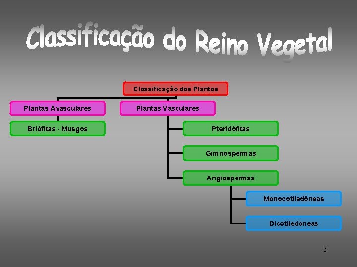 Classificação das Plantas Avasculares Briófitas - Musgos Plantas Vasculares Pteridófitas Gimnospermas Angiospermas Monocotiledôneas Dicotiledôneas