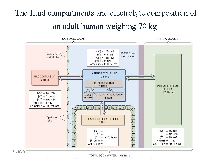 The fluid compartments and electrolyte composition of an adult human weighing 70 kg. 31/10/2021