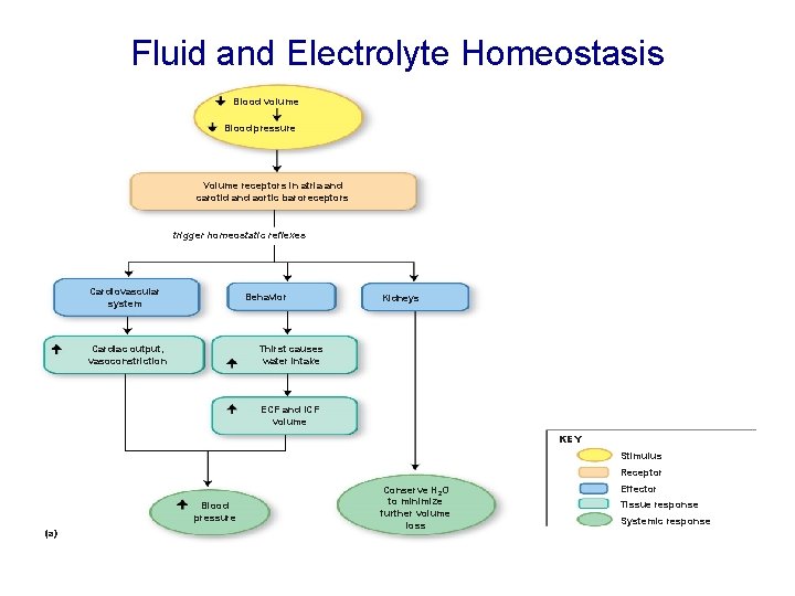 Fluid and Electrolyte Homeostasis Blood volume Blood pressure Volume receptors in atria and carotid