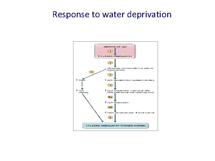 Response to water deprivation 31/10/2021 