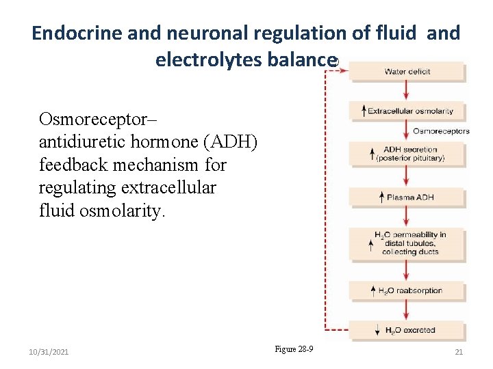 Endocrine and neuronal regulation of fluid and electrolytes balance Osmoreceptor– antidiuretic hormone (ADH) feedback