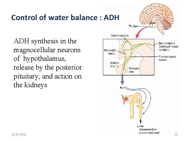 Control of water balance : ADH synthesis in the magnocellular neurons of hypothalamus, release