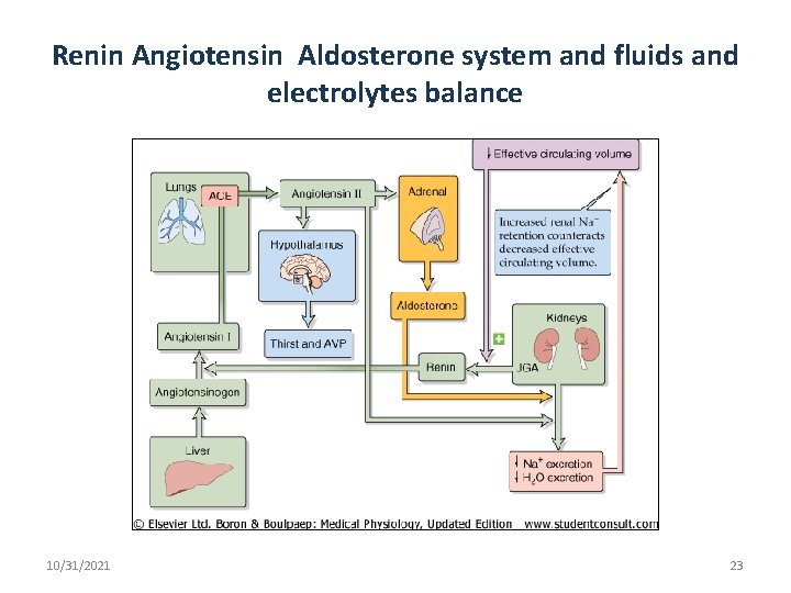 Renin Angiotensin Aldosterone system and fluids and electrolytes balance 10/31/2021 23 