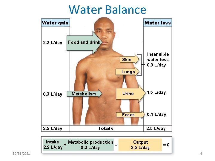 Water Balance Water gain 2. 2 L/day Water loss Food and drink Skin Insensible