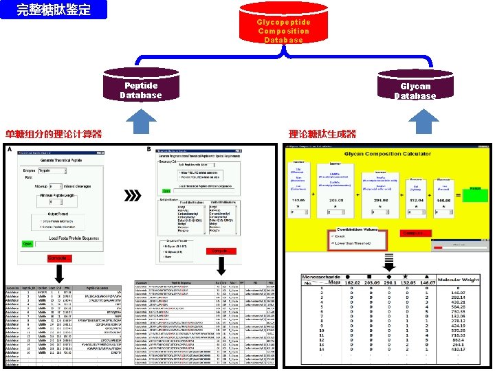 完整糖肽鉴定 Glycopeptide Composition Database Peptide Database 单糖组分的理论计算器 Glycan Database 理论糖肽生成器 