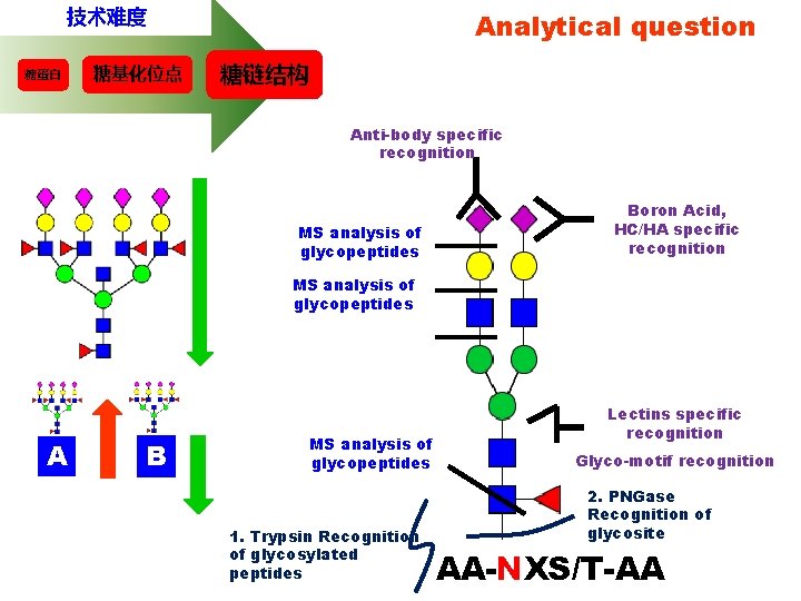 技术难度 糖蛋白 糖基化位点 Analytical question 糖链结构 Anti-body specific recognition MS analysis of glycopeptides Boron