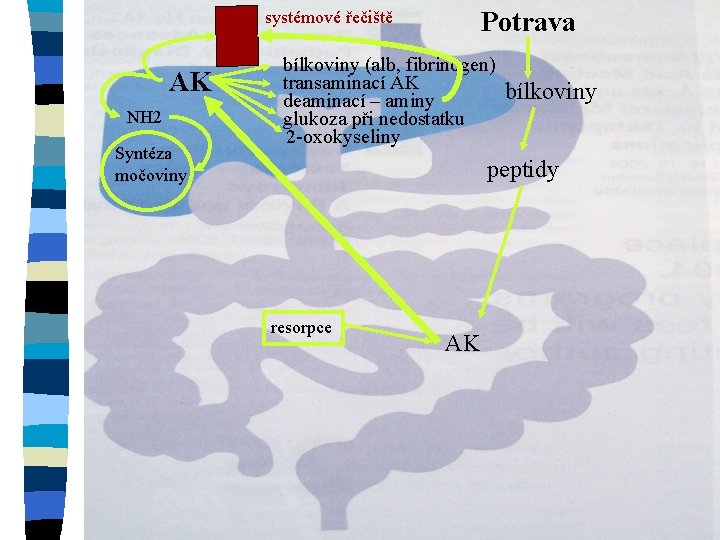 Potrava systémové řečiště AK NH 2 Syntéza močoviny bílkoviny (alb, fibrinogen) transaminací AK deaminací