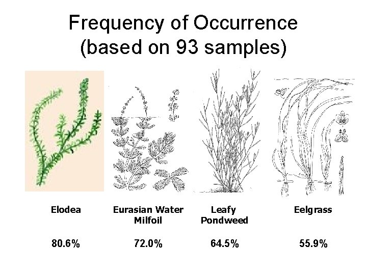 Frequency of Occurrence (based on 93 samples) Elodea Eurasian Water Milfoil Leafy Pondweed Eelgrass
