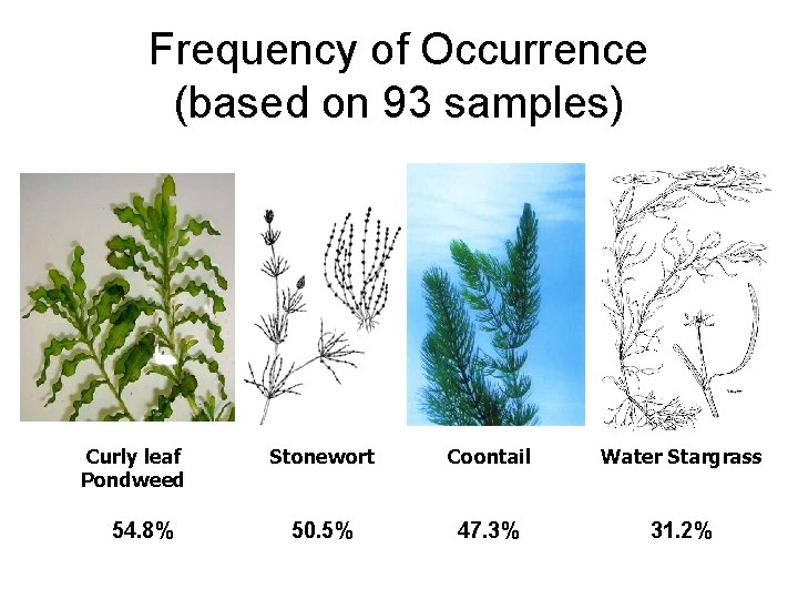 Frequency of Occurrence (based on 93 samples) Curly leaf Pondweed 54. 8% Stonewort Coontail