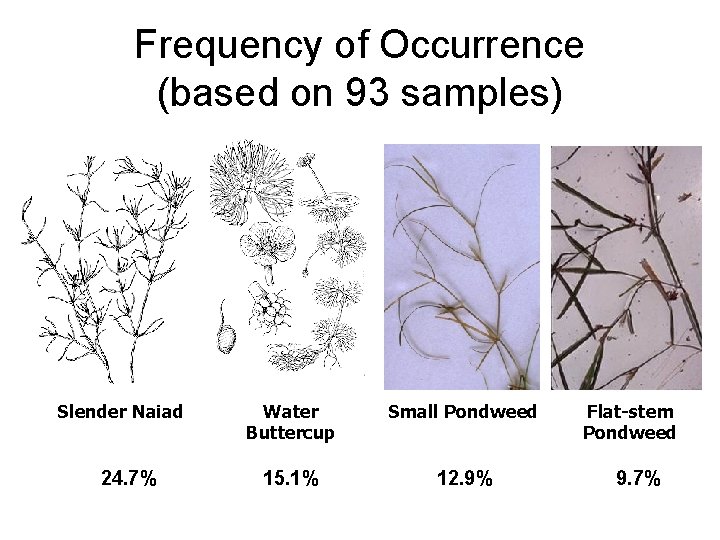 Frequency of Occurrence (based on 93 samples) Slender Naiad 24. 7% Water Buttercup Small