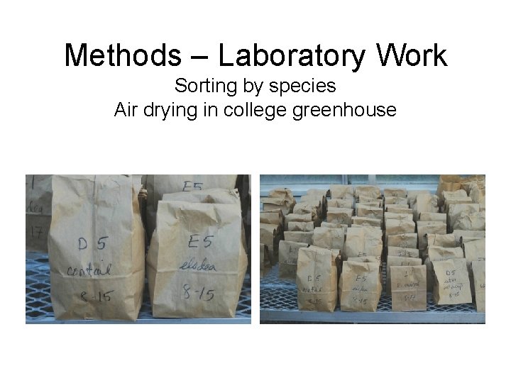Methods – Laboratory Work Sorting by species Air drying in college greenhouse 