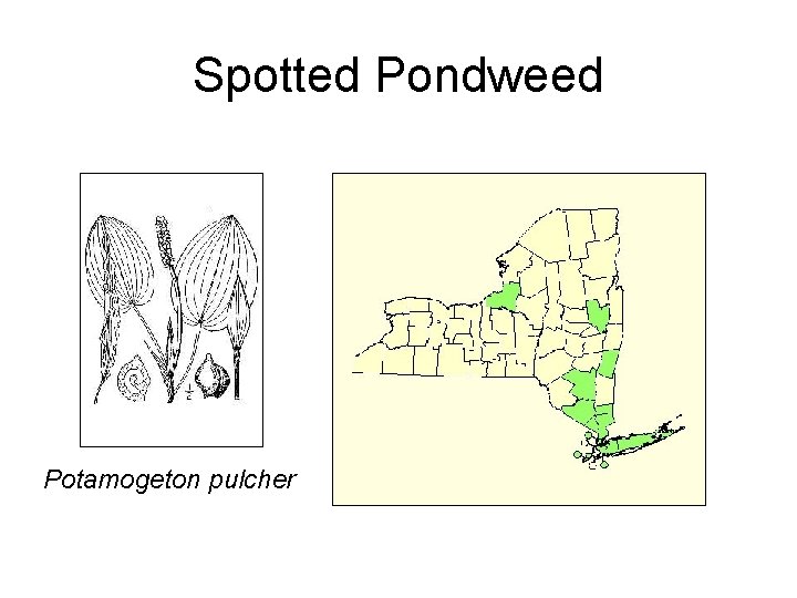 Spotted Pondweed Potamogeton pulcher 