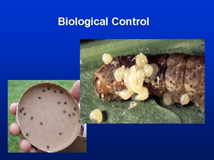 Biological Control Biological Control