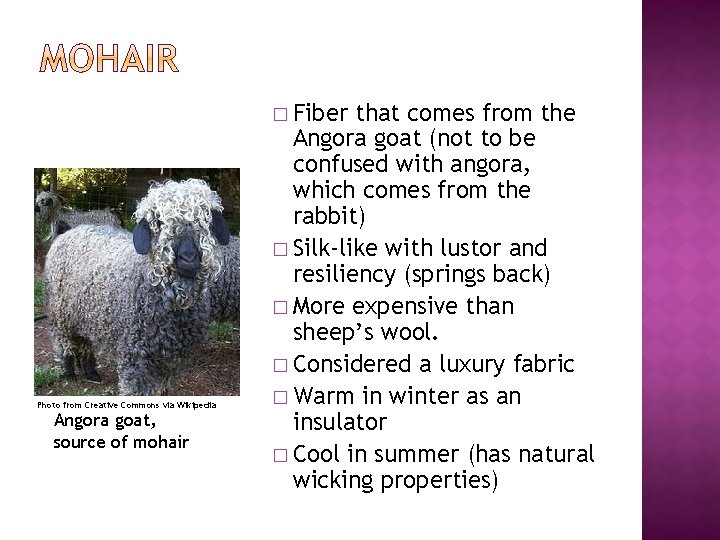 � Fiber Photo from Creative Commons via Wikipedia Angora goat, source of mohair that