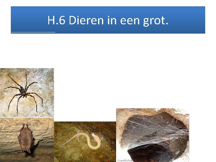 H. 6 Dieren in een grot. 