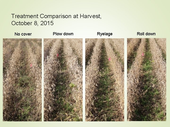 Treatment Comparison at Harvest, October 8, 2015 No cover Plow down Ryelage Roll down